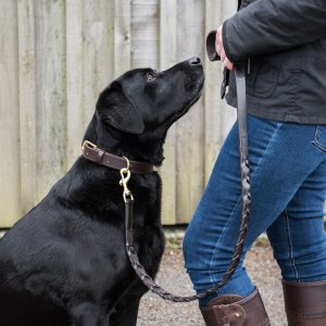 Black Labrador wearing a brown bridle leather collar and lead
